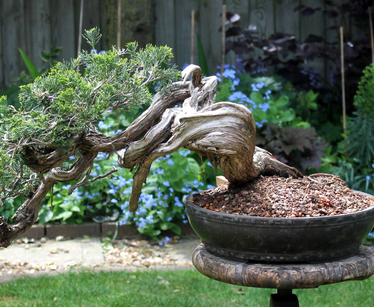 juniper bonsai deadwood